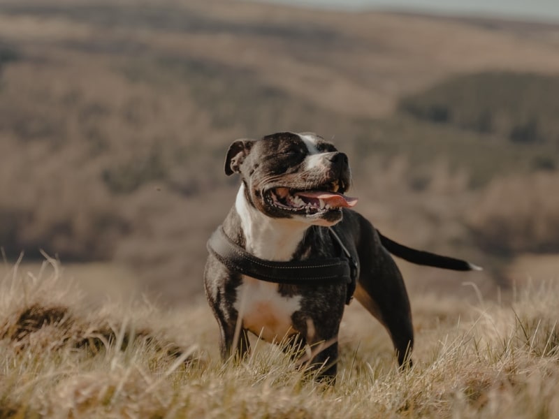 Can Dogs Get Tapeworms From Rabbit Poop
